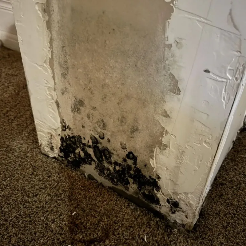 Professional Mold Removal in Monroe, OH